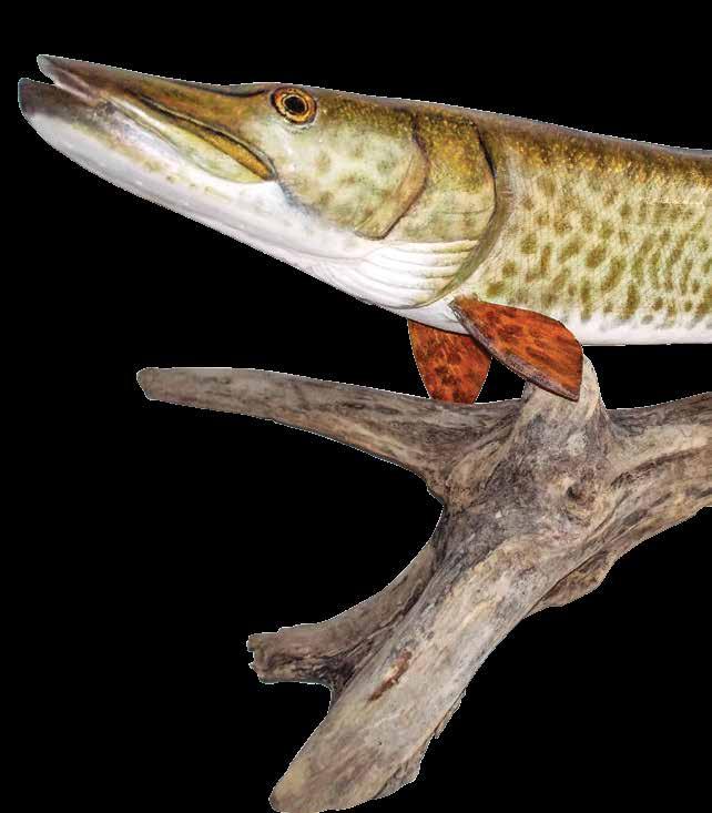 Power Carving a MUSKY Make a life-size version of this freshwater fish, or scale it down to fit your décor By Charles Weiss The musky is a very dramatic fish.