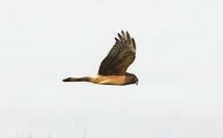 Northern Harrier Circus cyaneus Federal Listing State Listing Global Rank State Rank Regional Status N/A E G5 S1 Very High Photo by Jason Lambert Justification (Reason for Concern in NH) At the