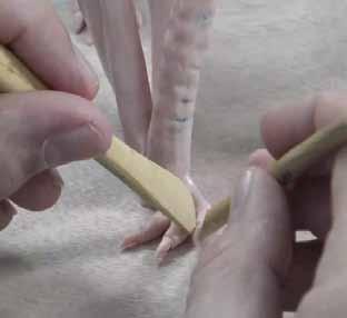Lightly mark a line where the joint would connect under the skin. To create the talons, cut the tip off each tube and vertically flatten the tip and reconnect it.