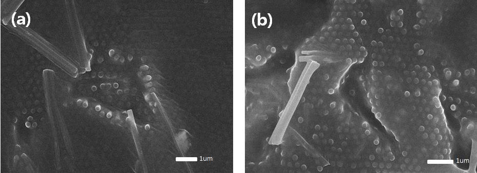 Fig.3. SEM images show PDMS-embedded SiNW arrays peeled off with to substrate Figure 3 shows the PDMS between the silicon nanowires array side by side.