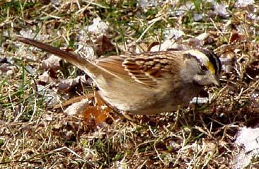 White-throated Sparrow Regional Rank #14 Seen at 68% of feeders Average flock size = 3.9 Continental Rank #19 M.