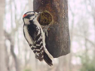 Regional Rank #10 Seen at 74% of feeders Average flock size = 1.4 Continental Rank #3 Downy Woodpecker A.
