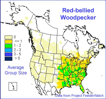 Red-bellied Woodpecker Regional Rank #6 Seen at 87% of feeders Average flock size = 1.2 Continental Rank #15 L.