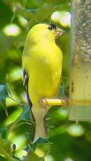 Goldfinches will hang upside down to eat, but experiments with specially designed feeders have shown that they prefer to dine upright if possible.