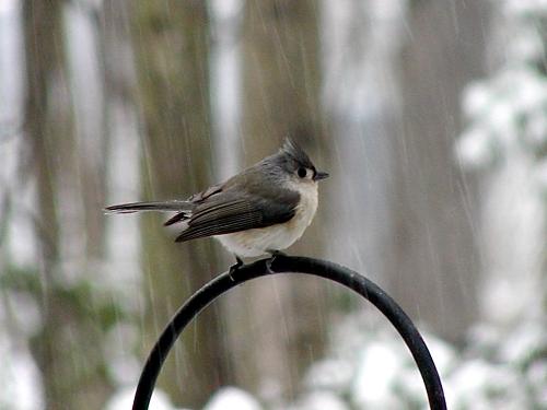 Regional Rank #3 Seen at 92% of feeders Average flock size = 2.2 Continental Rank #14 Tufted Titmouse L.