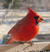 Northern Cardinal Regional Rank #1 Seen at 98% of feeders Average flock size = 3.8 Continental Rank #8 Male Female A. Topping L.