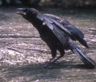 Regional Rank #20 Seen at 47% of feeders Average flock size = 2.6 Continental Rank #13 American Crow S.