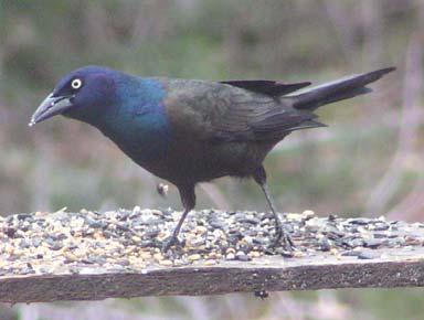Regional Rank #19 Seen at 49% of feeders Average flock size = 5.0 Continental Rank #18 Common Grackle A.