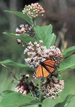 PLANTS FOR BUTTERFLIES, BEES & MOTHS Attract