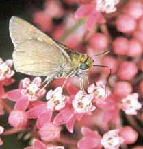 moths, & butterflies Bee plants include fruit trees