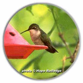 HUMMINGBIRD PLANTS Ruby-throated
