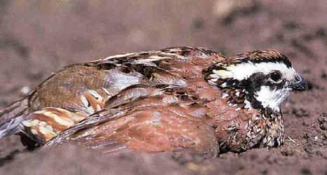 DUST BEDS & GRIT Both dust & grit are used by many wild birds to satisfy special needs Bobwhite quail, pheasants, turkey, & other