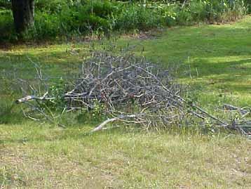 BRUSH PILES, ROCK PILES, & FALLEN TREES Provide escape cover, nesting sites & den sites for cottontail rabbits, weasels, woodchucks,
