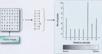 POINT PROCESSING OPERATIONS Histogram A histogram is a graph of the number of pixels in the entire image or part of the image having the same gray levels (density values) plotted as a function of the