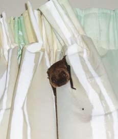www.ni-environment.gov.uk Bats & Development WHAT TO DO IF YOU FIND A BAT ROOST Bat colonies usually live happily with their human landlords, but occasionally problems or concerns arise.