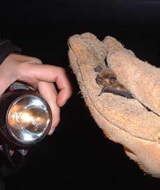 www.ni-environment.gov.uk or towel and gather it up carefully. Always wear protective gloves when handling bats, even if the animal is inside a box or cloth.