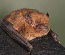 BATS AND HUMAN HEALTH Bats in Northern Ireland carry very few diseases that constitute any risk to humans.