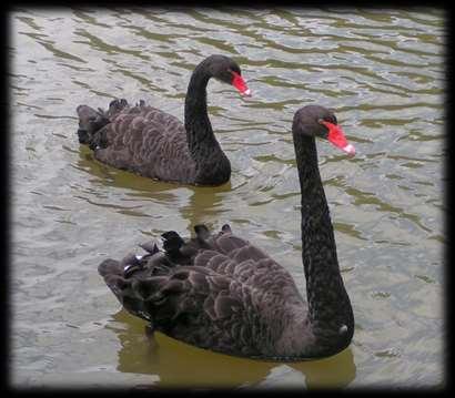 Black Swan Events Nassim Nicholas Taleb Surprise to the observer Significant