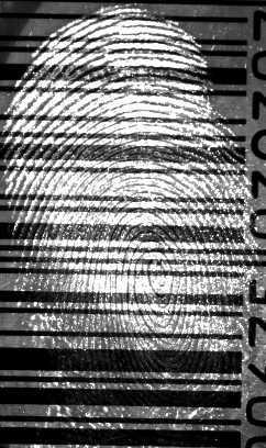 Figure 17: Cyanoacrylate developed fingermark on a barcode on glossy cardboard stained with STaR 11, (luminescence mode excitation 530 nm, barrier band-pass filter 750nm) Donor Study The donor study
