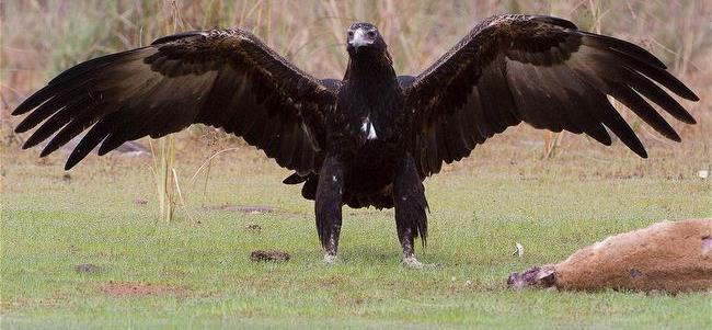 The Wedge Tail Eagle Natural Enemy