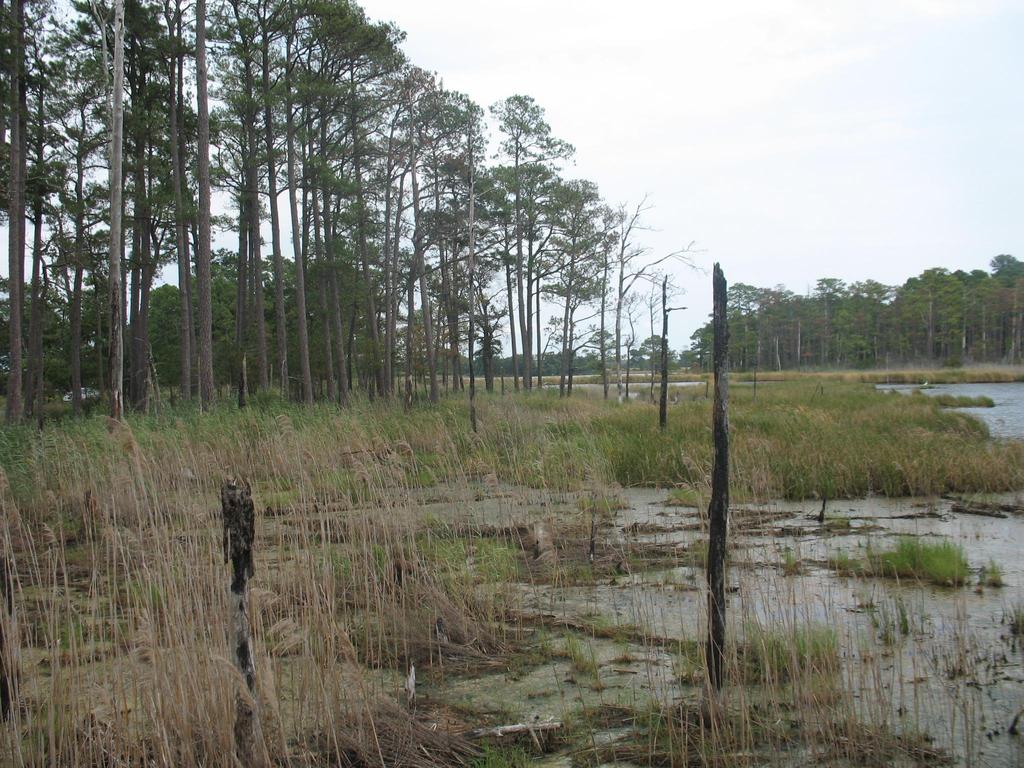 Strategic Assessment: 3. Map areas most suitable for marsh restoration activities.