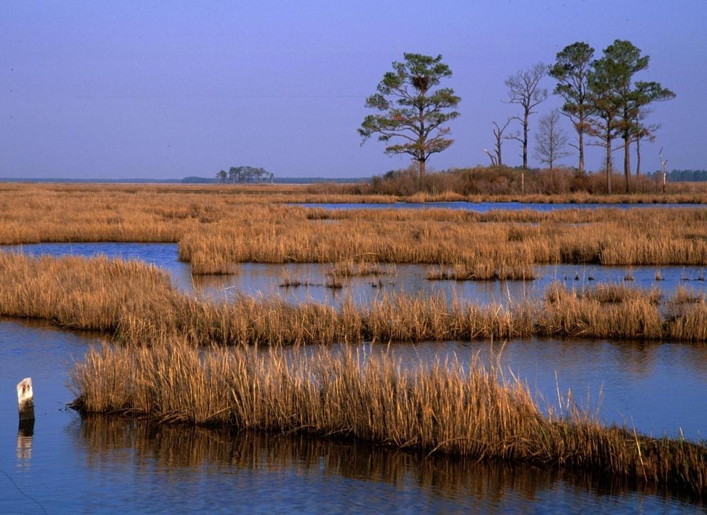 Blackwater National Wildlife Refuge Maryland s Everglades Biological Resources: