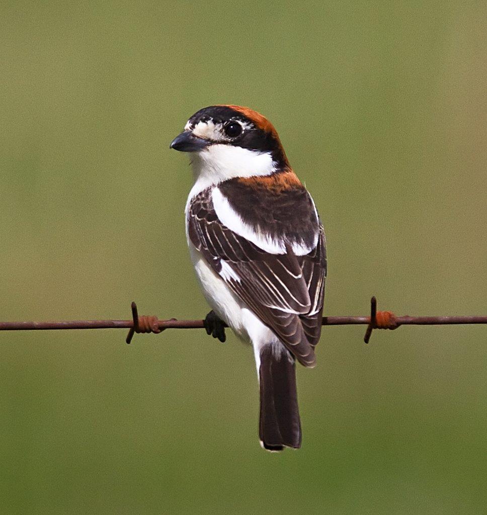 whilst a migrant Whinchat