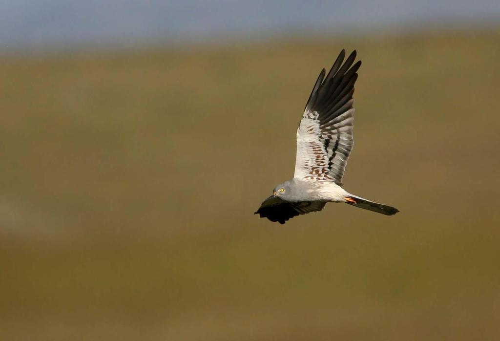 Montagu s Harrier Extremadura with Wild Insights Springtime in the