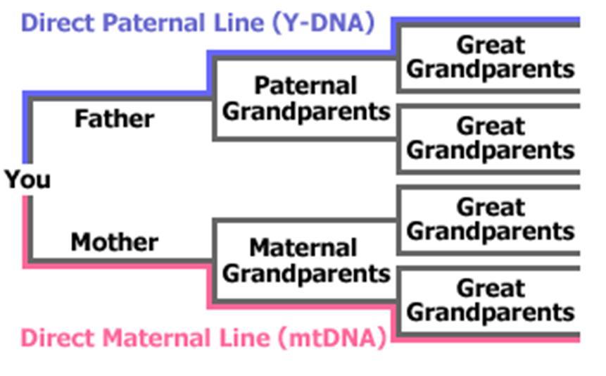 REVIEW Both mtdna and Y-DNA uncover deep ancestry.