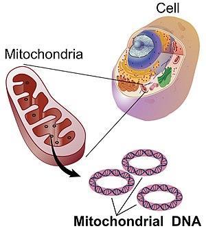MITOCHONDRIAL DNA Found in the mitochondria of the cells Mitochondria convert the energy from