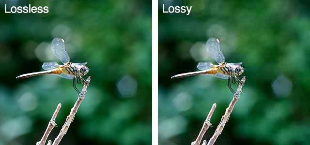 Fig. Comparison between lossless and lossy images Observing the above image very carefully, we notice that there is loss of image clarity in the wings and