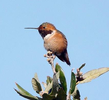 Rufous Hummingbird male Mostly a