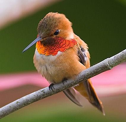 Male Rufous Hummingbird with