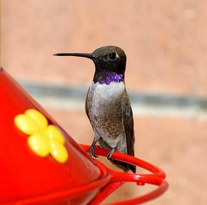 Black-chinned Hummingbird male on a