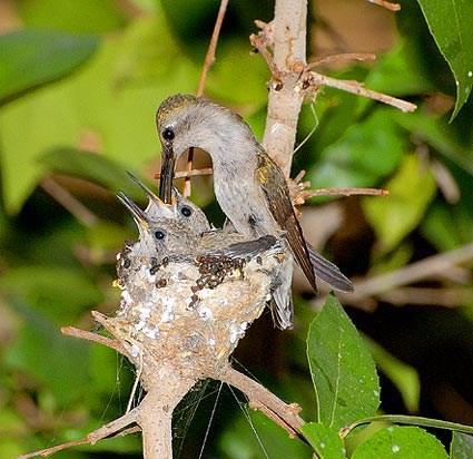 Black-chinned Hummingbird female with at least two babies notice how short and soft their