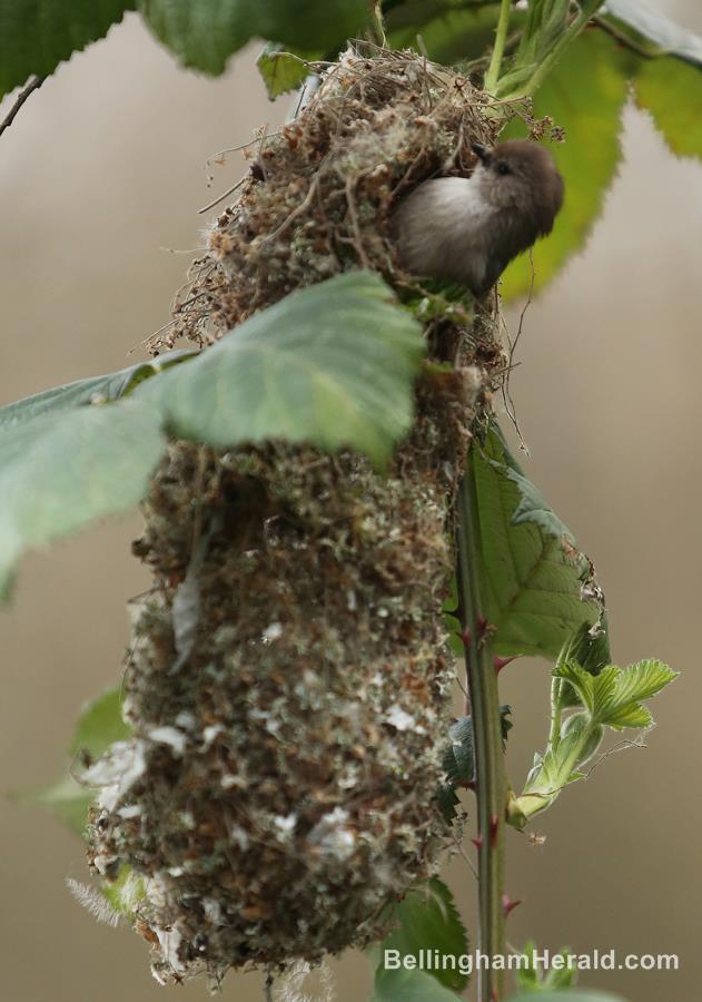 Male bushtit putting finishing touches on the hanging nest.