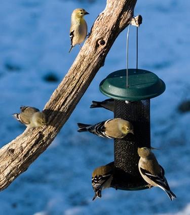 American Goldfinches in winter