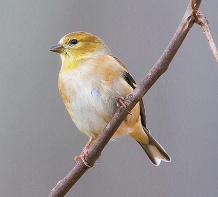 Female American Goldfinch Loves seeds from a feeder or from your