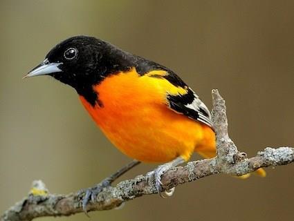 Male Bullock s Oriole If you are VERY lucky a pair will build a hanging