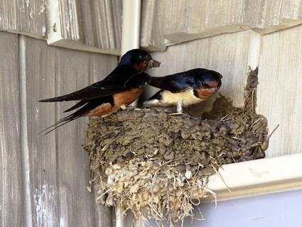A pair of Barn Swallows building a nest on a shelf-like structure.