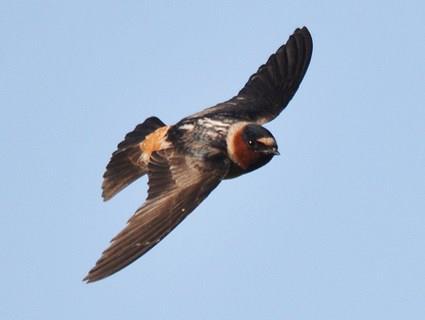 Adult Cliff Swallow in flight they build mud nests that cling to cliffs, bridges