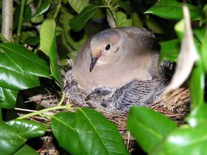 Mourning Dove on a nest with