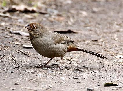 Note the California Towhee s rich