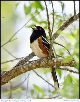 A male Spotted Towhee singing on territory.