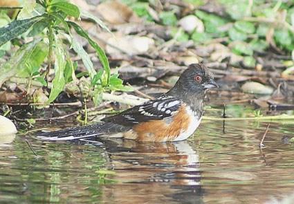 A refreshing bath for a female Spotted Towhee one of the benefits of supplying a water feature is