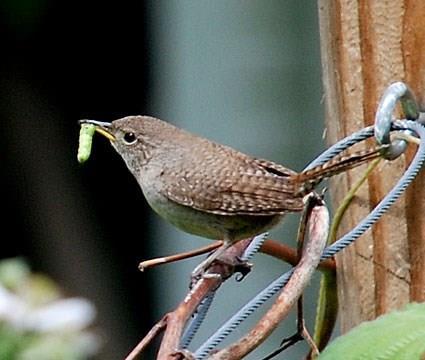 A House Wren with a caterpillar for the babies.