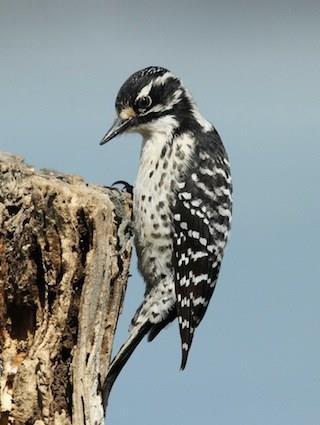 If you or your neighborhood have trees with insect damage or cavities from broken branches, the Nuttall s Woodpecker may forage and even create a cavity nest.