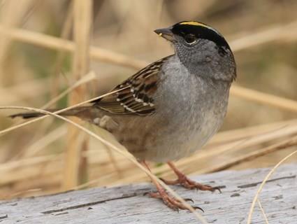 Golden-crowned Sparrow a