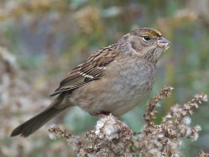 This young Golden-crowned Sparrow has found a nice