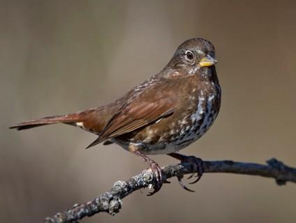 This elegant Fox Sparrow may visit your yard and explore the leafy debris below the